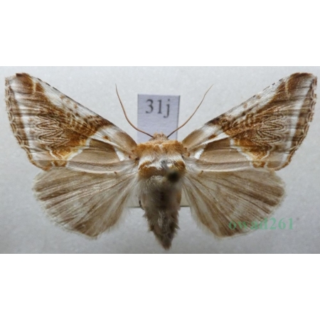 Habrosyne pyritoides (Hufnagel, 1766) Pluszówka agatka Pluszówka agatka Czech31j